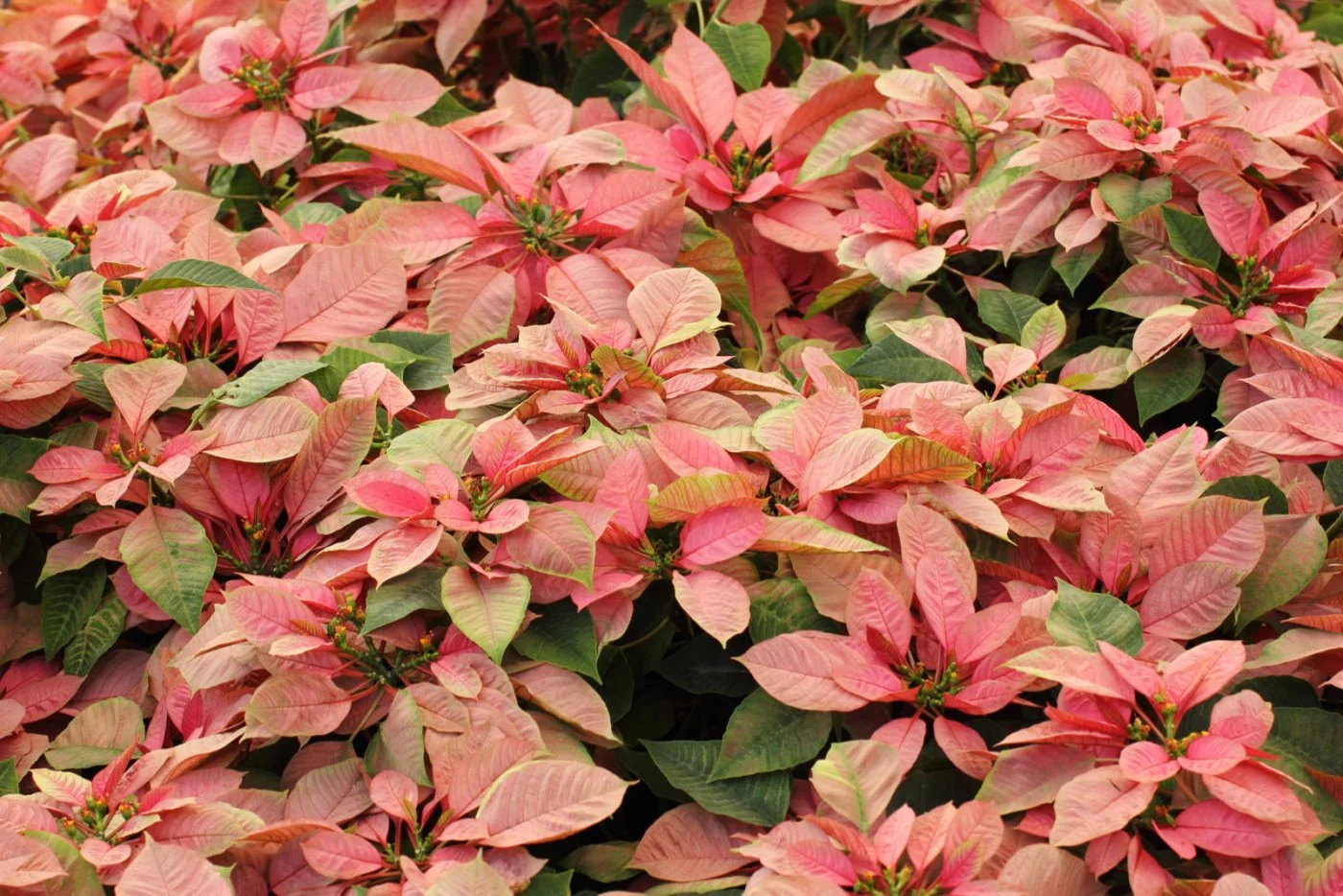 Jak zadbac o gwiazde betlejemska na swieta i po nich?