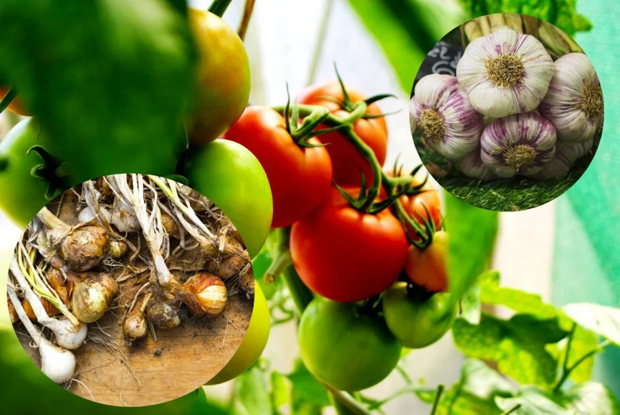 Jakie rosliny najlepiej rosna z pomidorami? Sprawdzone kombinacje