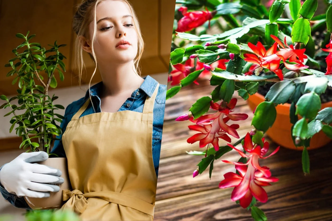 Wlasciwa pielegnacja i przesadzanie grudnika gdy ten nie kwitnie