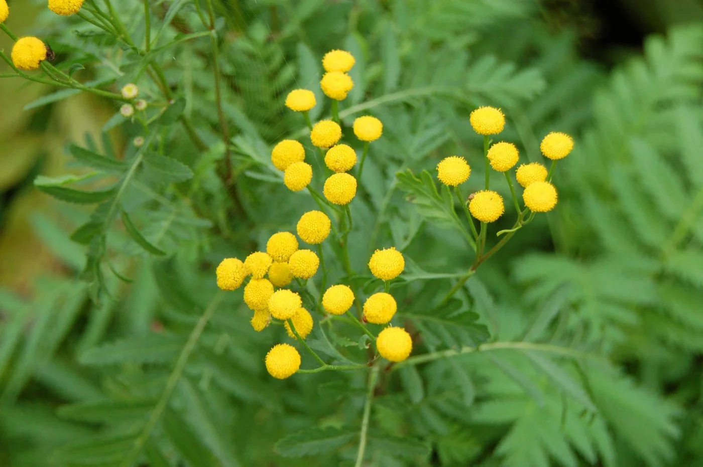 Ta roslina to idealny i skuteczny sposób na mszyce i inne szkodniki