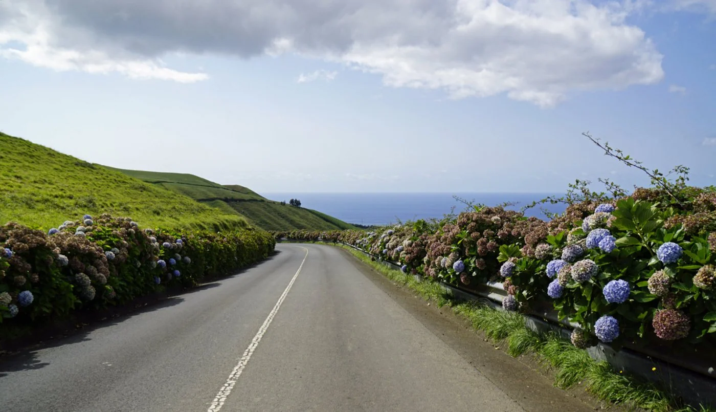 To miejsce to raj dla kazdego milosnika hortensji: rosna tu niemal wszedzie