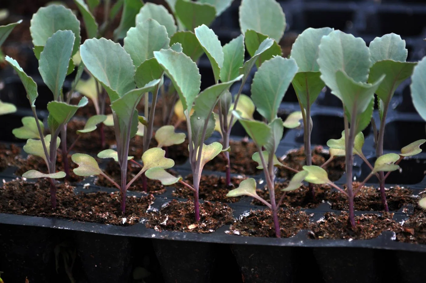 Piec warzyw, które warto posadzic juz dzis, by zapewnic sobie obfite zbiory w sezonie