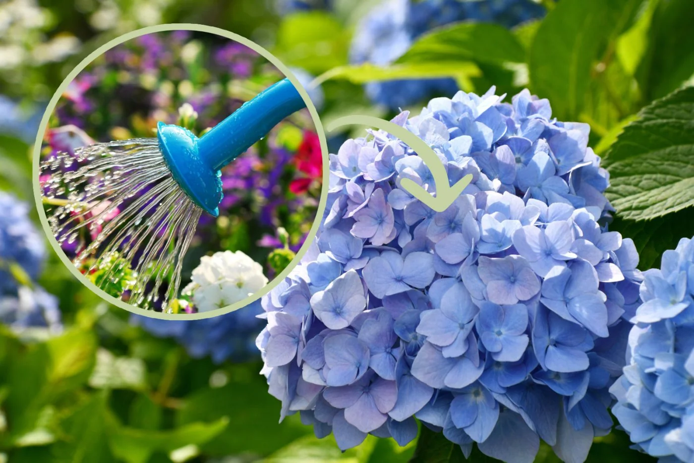 Ten dodatek sprawi, ze hortensje zakwitna intensywnym niebieskim kolorem