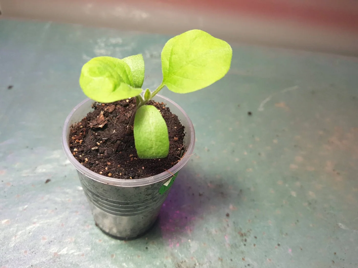 Trzy popularne problemy przy rozsadach warzyw i sposoby na ich unikniecie