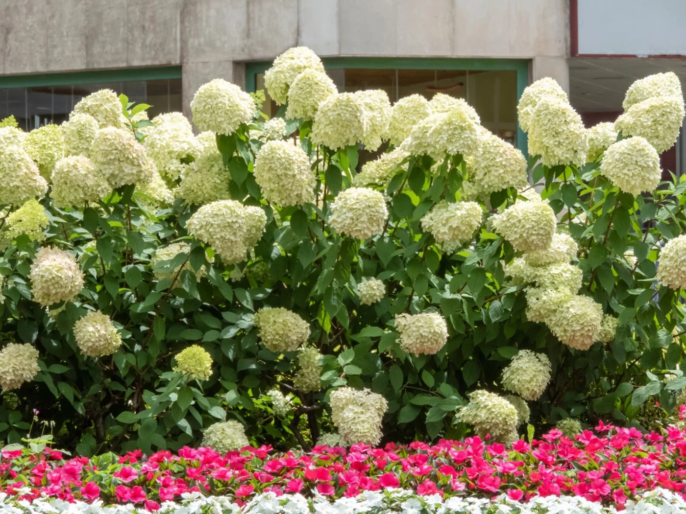 Przycinanie i pozyteczne zarodniki grzybów: duet idealny dla pieknych hortensji