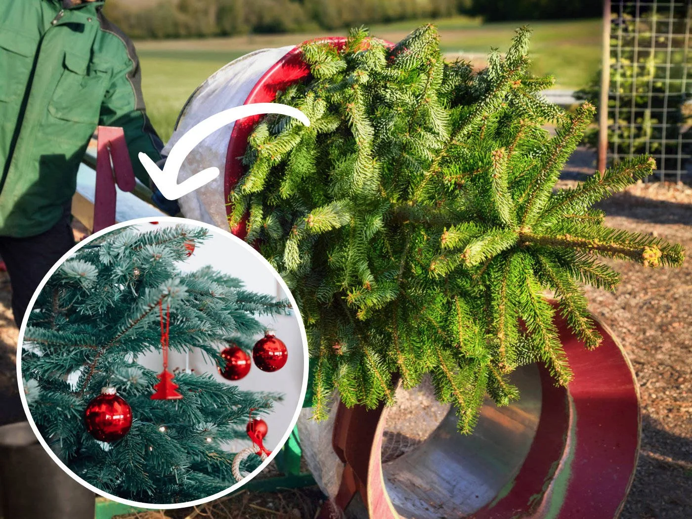 Sprawdzone sposoby dzieki, którym choinka postoi dluzej