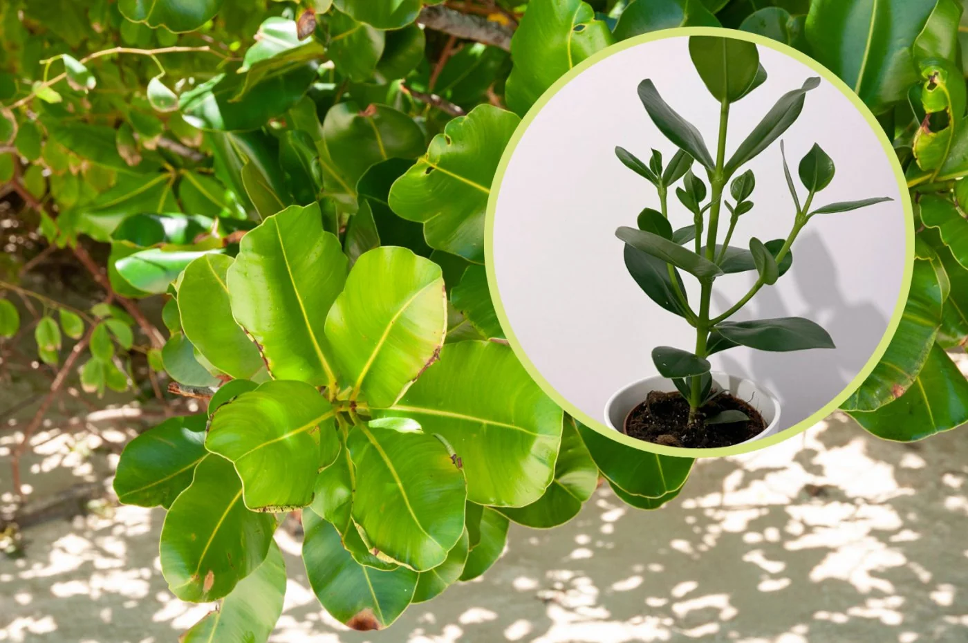 Niesamowicie prosta w uprawie roslina o bardzo nietypowych lisciach