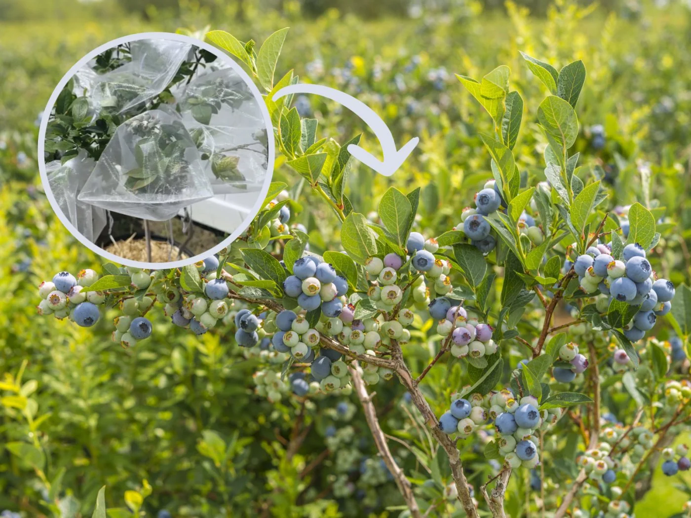 Ten prosty domowy sposób ochroni Twoje krzaki borówki amerykanskiej przed ptakami