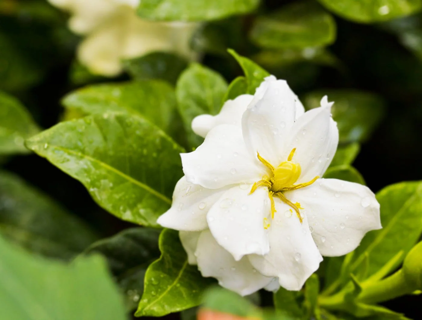 Gardenia jasminowata (gardenia jasminoides) - przewodnik po uprawie i pielegnacji