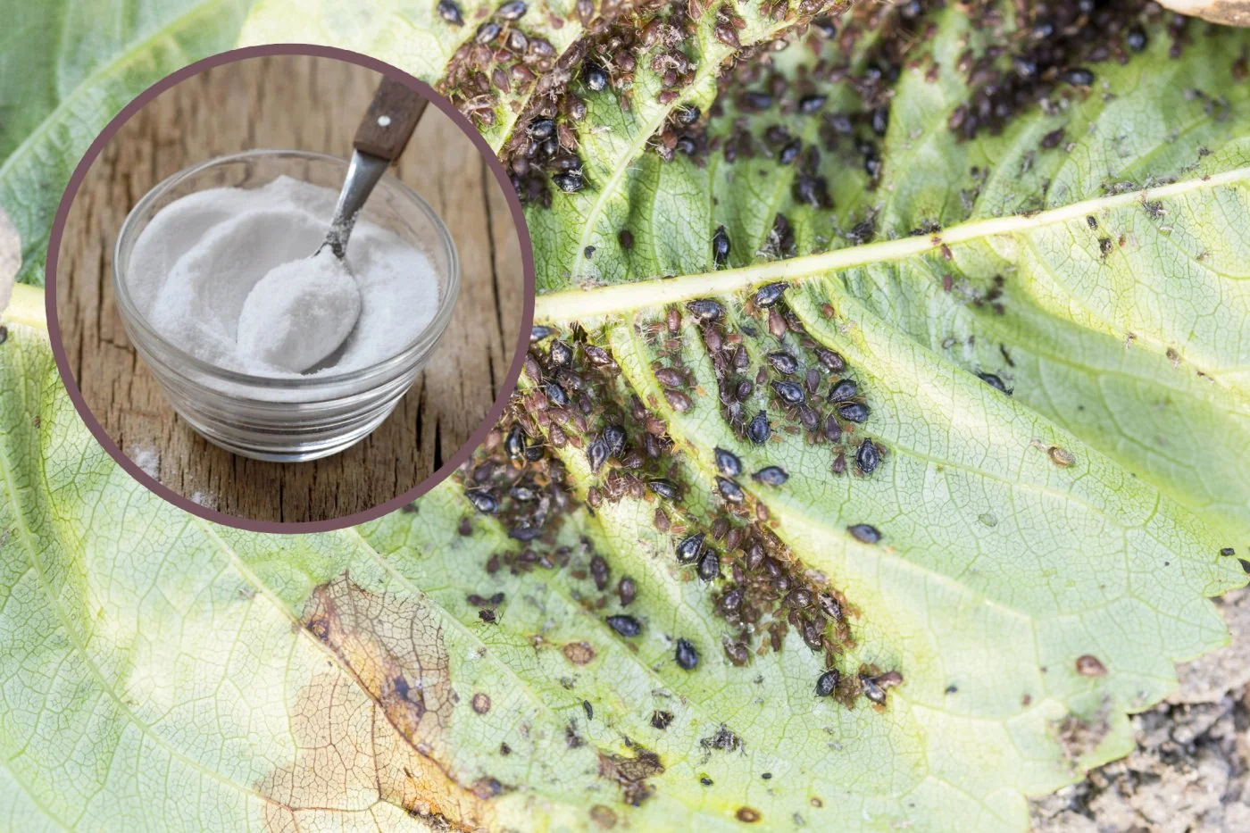 Soda oczyszczona w walce z mszycami: oprysk, który sprawi, ze znikna na zawsze