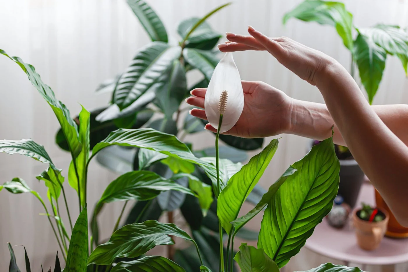 Skrzydlokwiat nie kwitnie? Oto jak przywrócic mu dawny blask