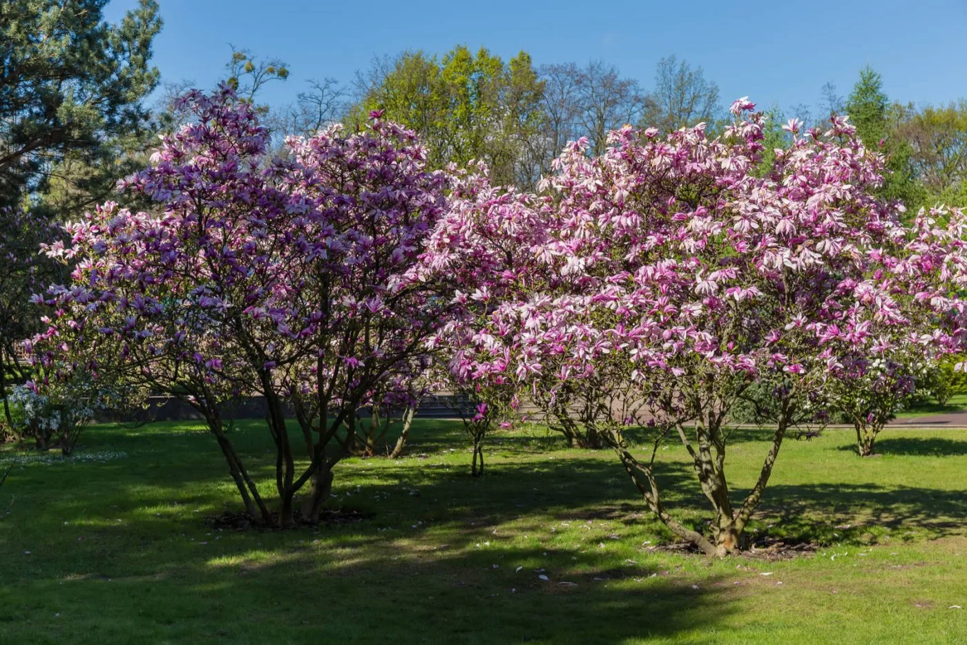 Magnolia purpurowa - uprawa, wymagania i odmiany