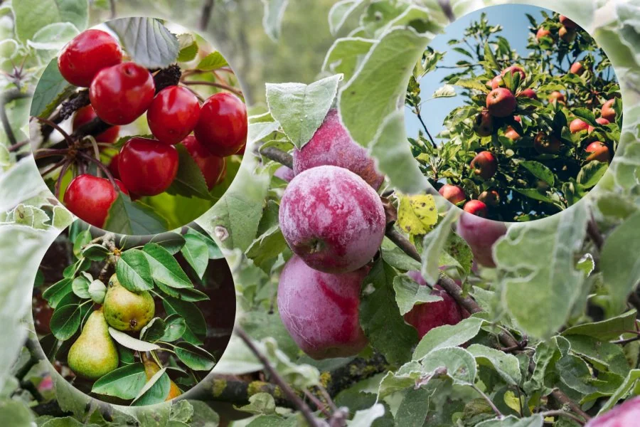 Te rosliny ciagle warto sadzic w listopadzie