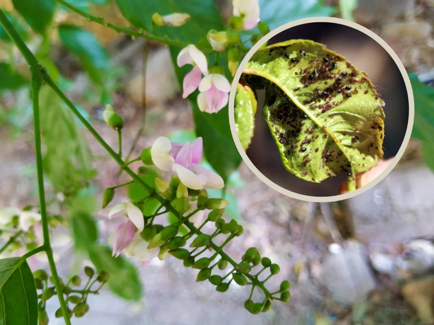 Odkryj malo znany olej na mszyce, który naprawde dziala