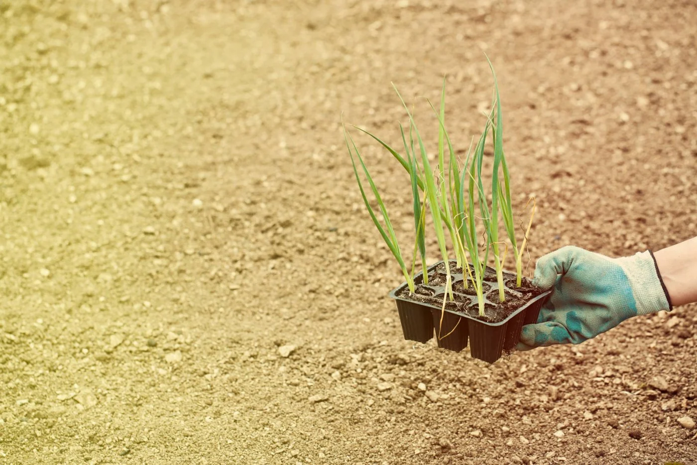 Uprawa pora i cebuli z rozsady warzywnej - sprawdzone sposoby na uprawe tych dwóch warzyw