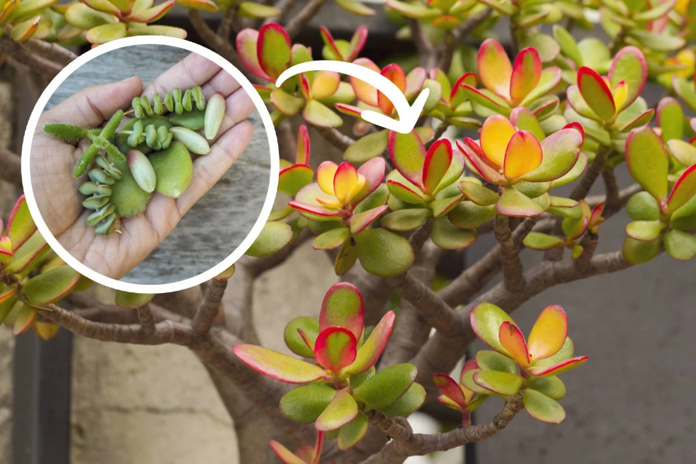 Tylko z pojedynczego liscia prosto i skutecznie rozmnozysz drzewko szczescia