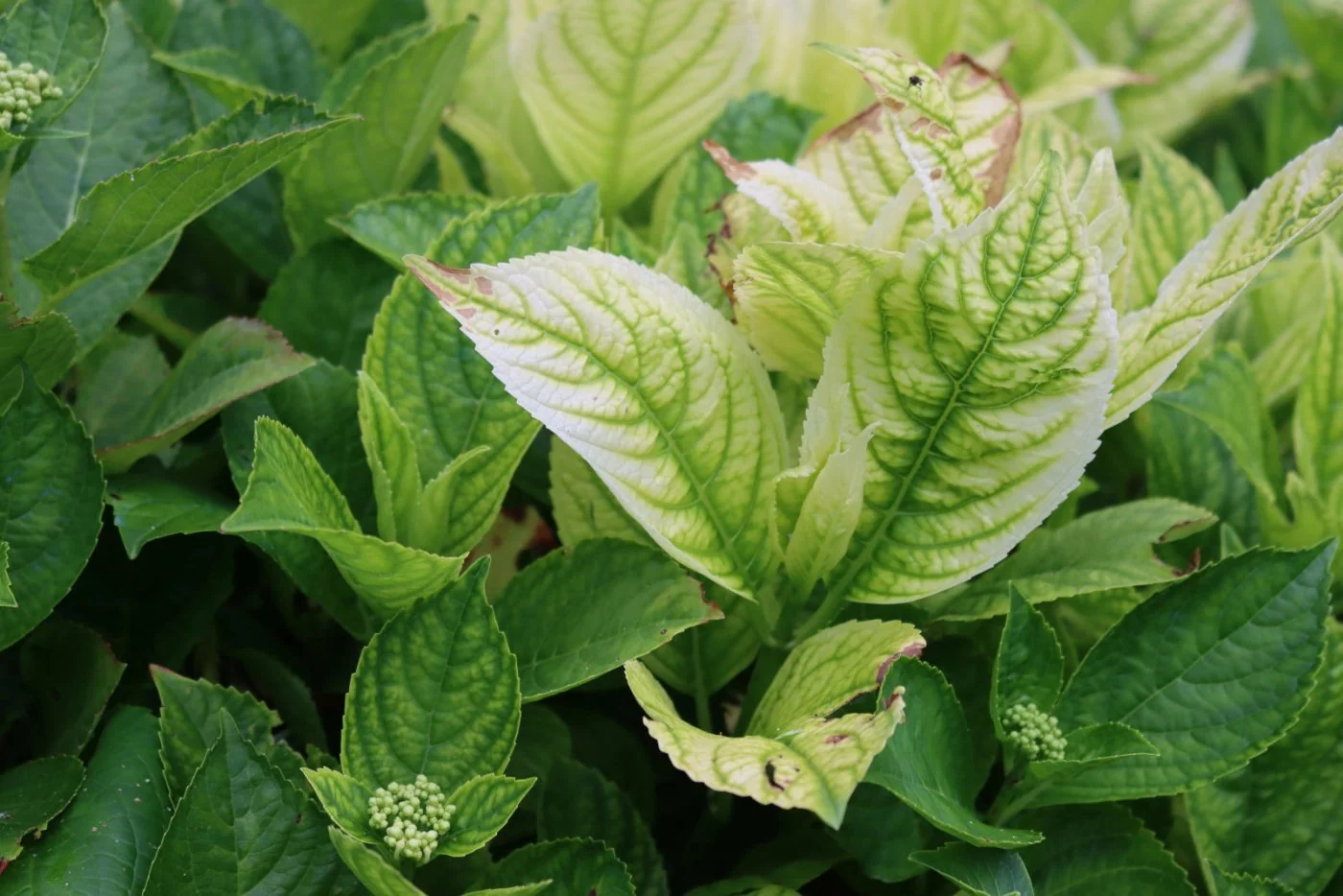 Liscie Twojej hortensji zólkna? To moze byc niedobór tego skladnika