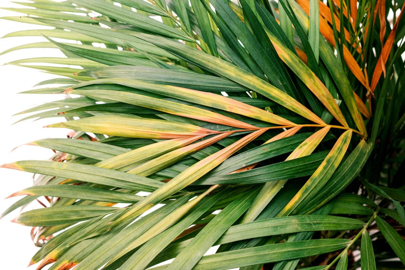 Glówne powody, przez które Twoim roslinom doniczkowym brazowieja liscie