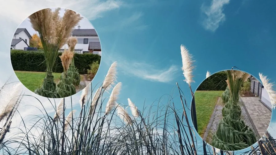 Odpowiednie zabezpieczenie traw ozdobnych przed mrozem