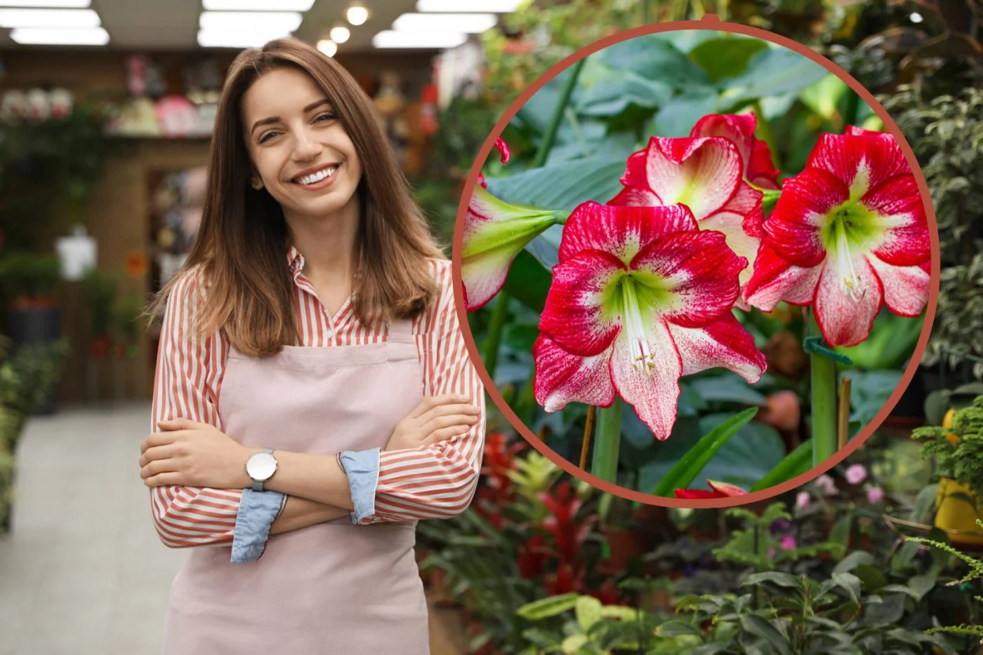 Twój amarylis pieknie zakwitnie gdy zastosujesz te wskazówki przy pielegnacji