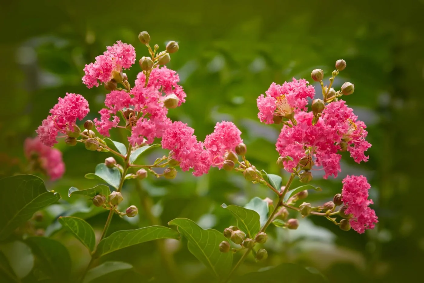 To drzewo to prawdziwy klejnot w ogrodzie: kwitnie przez cale lato