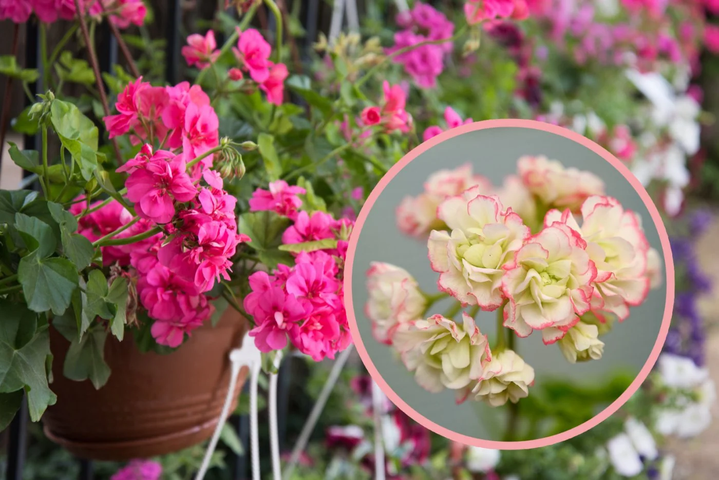 Pelargonia, która wyglada jak róza - musisz ja miec w swoim ogrodzie