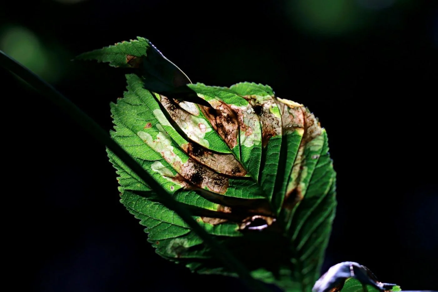 Najczestsze choroby grzybowe roslin i jak im zapobiegac?