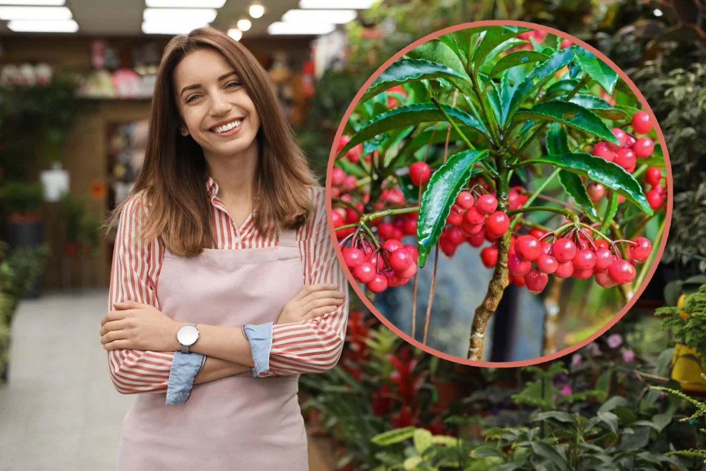 Ardizja karbowana: idealne nieduze drzewko w sam raz do kazdego domu na zime