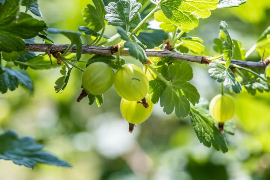 Dlaczego warto posiadac krzewy owocowe w ogrodzie?