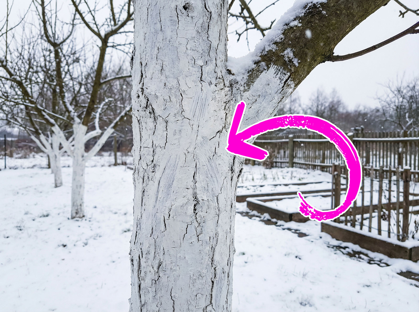 Bielenie drzew owocowych