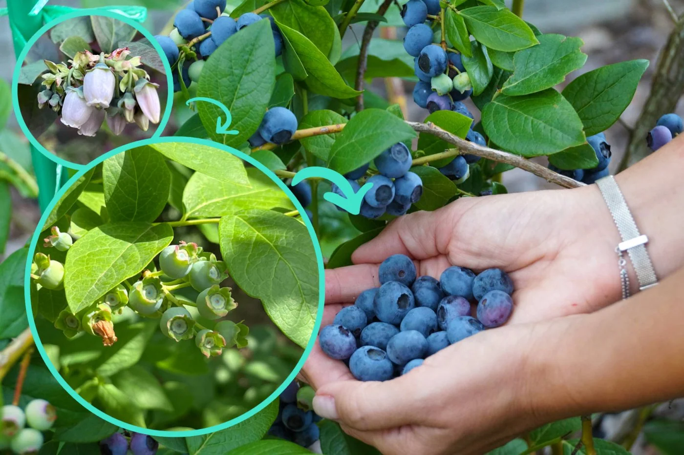 Moje metody nawozenia borówki amerykanskiej: sposób na obfite zbiory