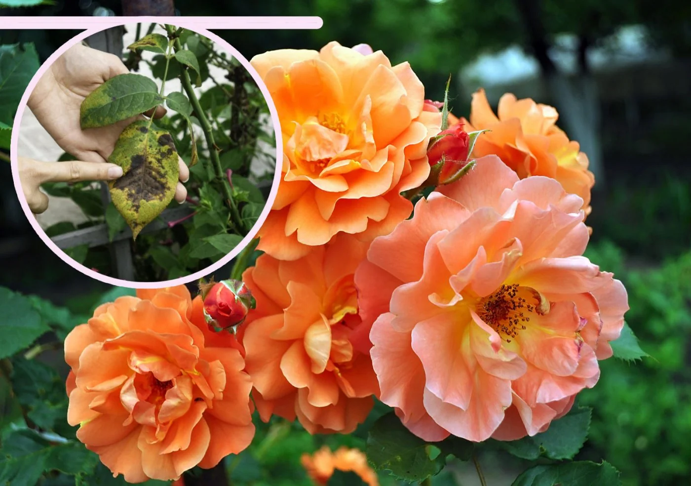 Czarna plamistosc lisci róz: co nauka mówi o rozwoju tej choroby?