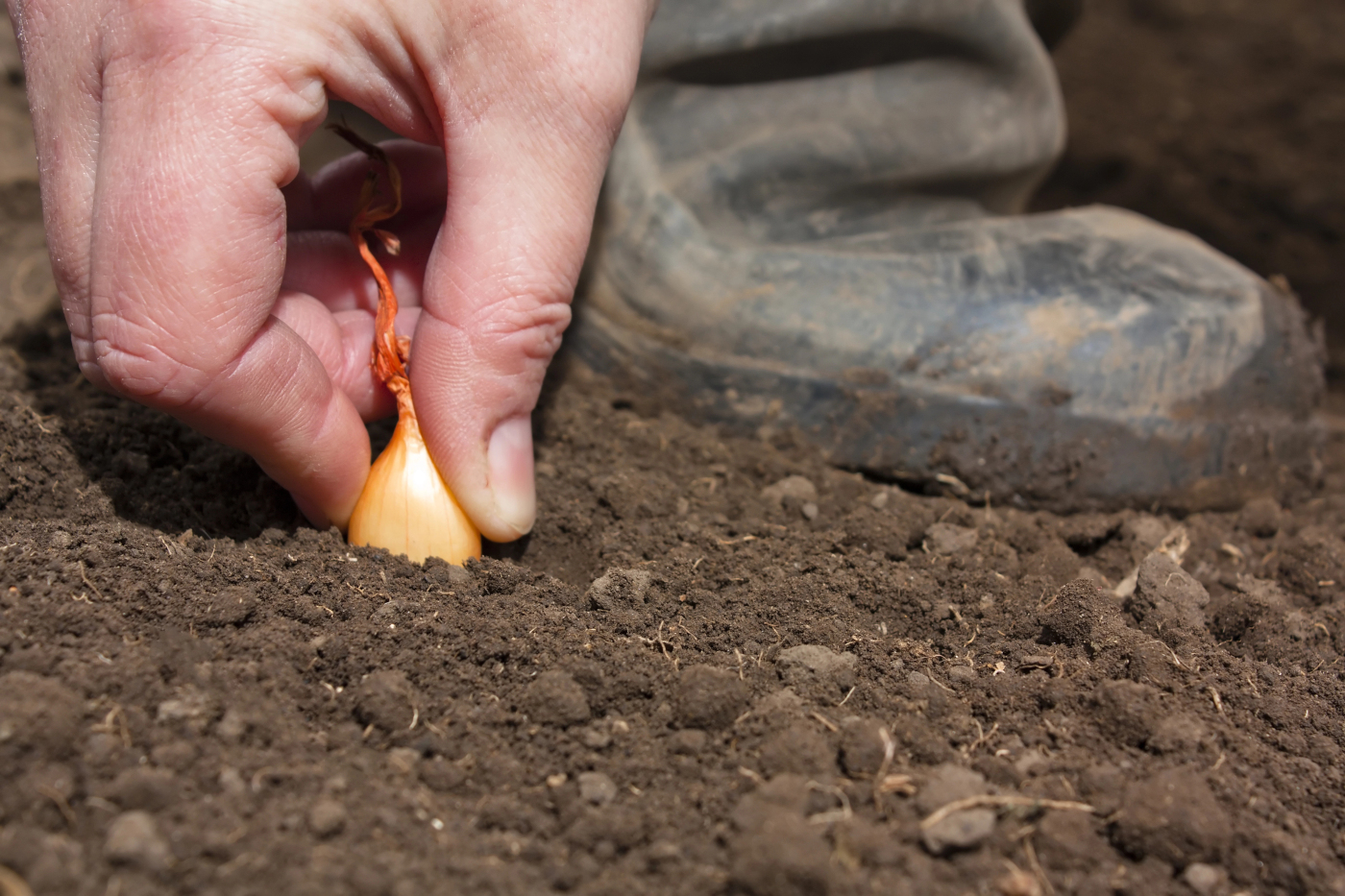 Sadzenie cebuli dymki
