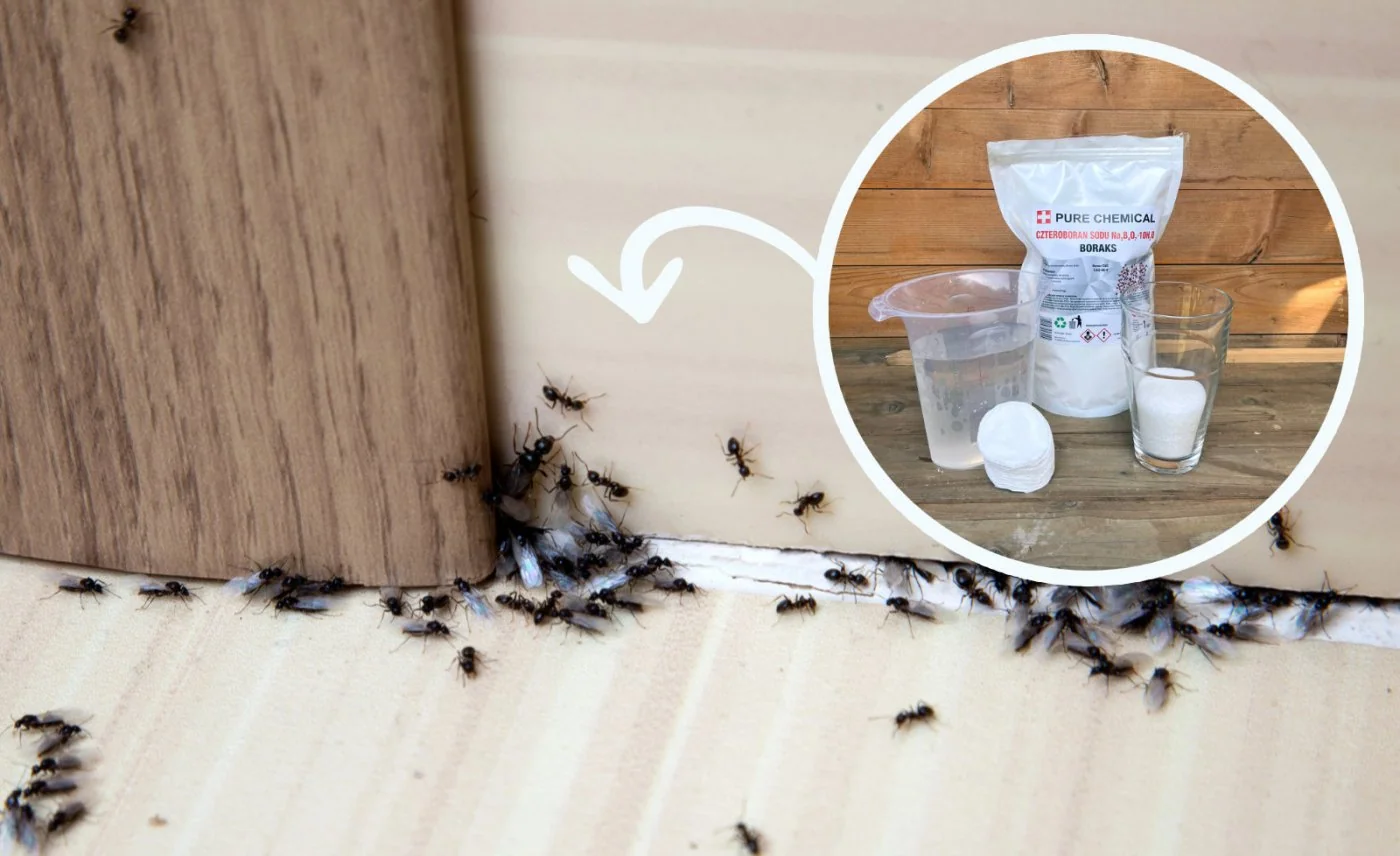 Mrówki w domu i ogrodzie: pozbadz sie ich dzieki domowemu sposobowi z boraksem