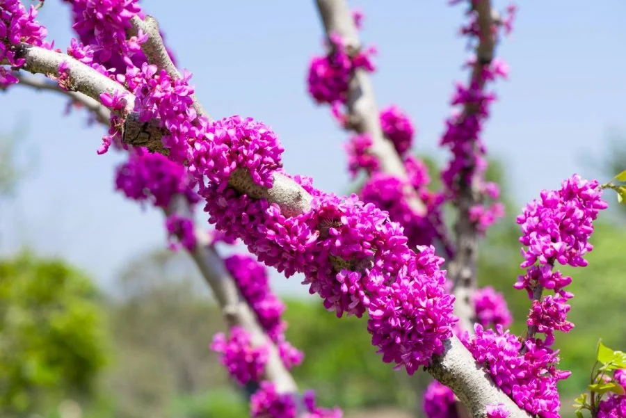 Judaszowiec chinski - jak uprawiac i pielegnowac?