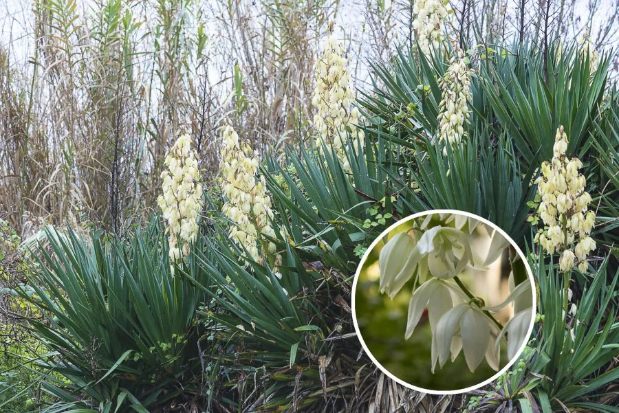 Jak pielegnowac juke ogrodowa, by pieknie rosla i kwitla?