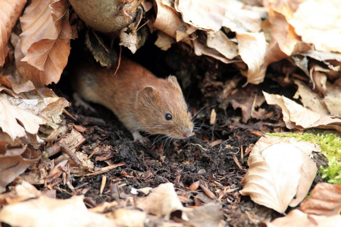 Nornice w ogrodzie? Wypróbuj te niezawodne metody ochrony roslin