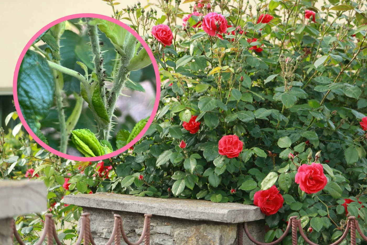 Mszyce na rózach nie maja szans: skuteczne sposoby na ich zwalczanie