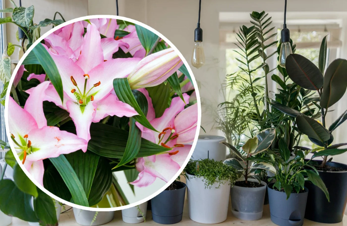 Proste triki w pielegnacji i dbaniu o amarylisa, by pieknie zakwitl