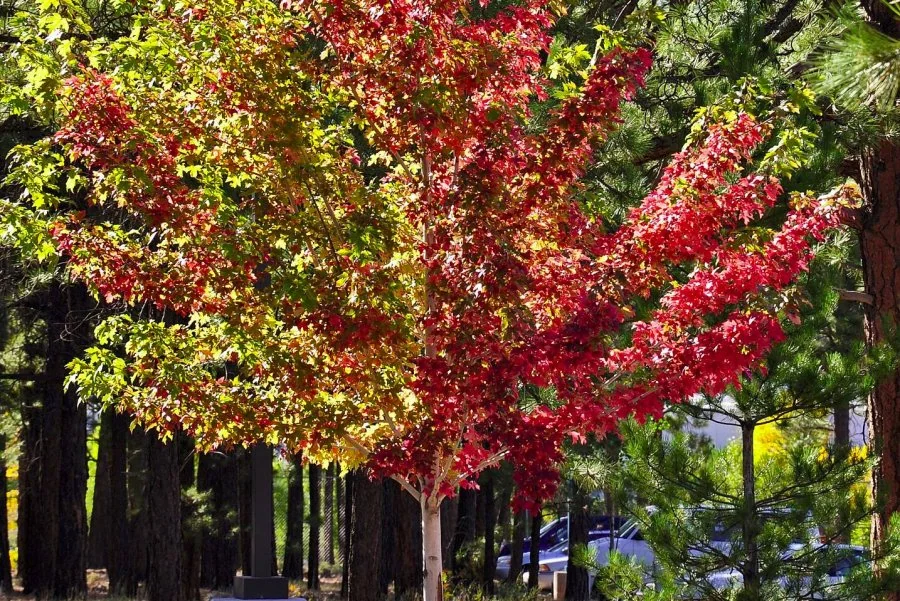 Klon freemana - wyglad, i pielegnacja klonu freemana