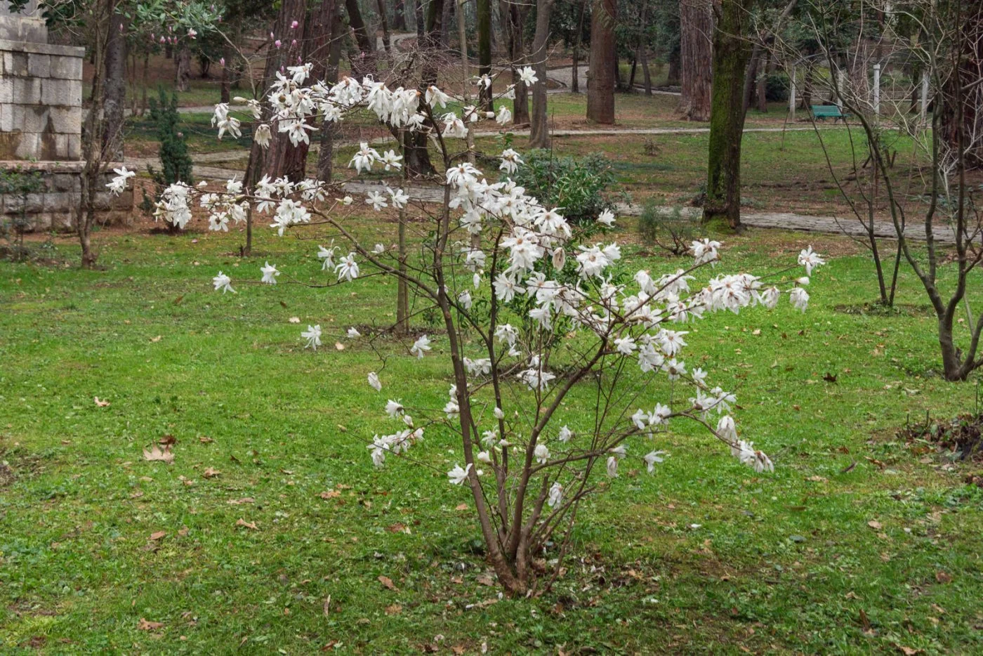 Magnolia gwiazdzista - wyglad, uprawa i pielegnacja magnolii
