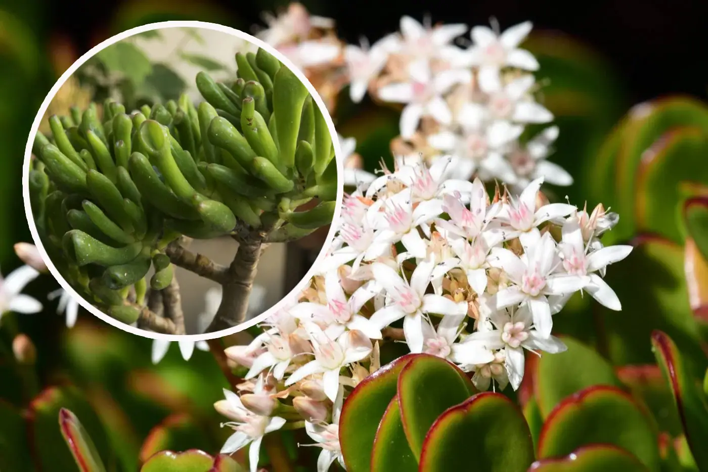 Dwie piekne odmiany grubosza (drzewka szczescia): idealne dla wszystkich milosników roslin