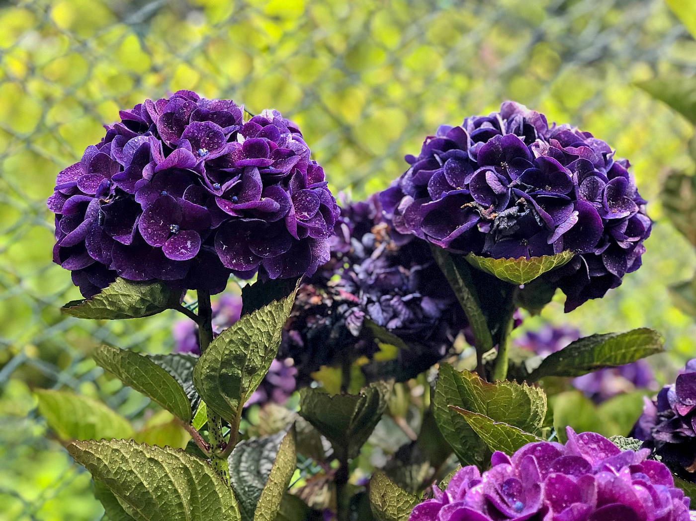 Hortensja w ogrodzie po deszczu