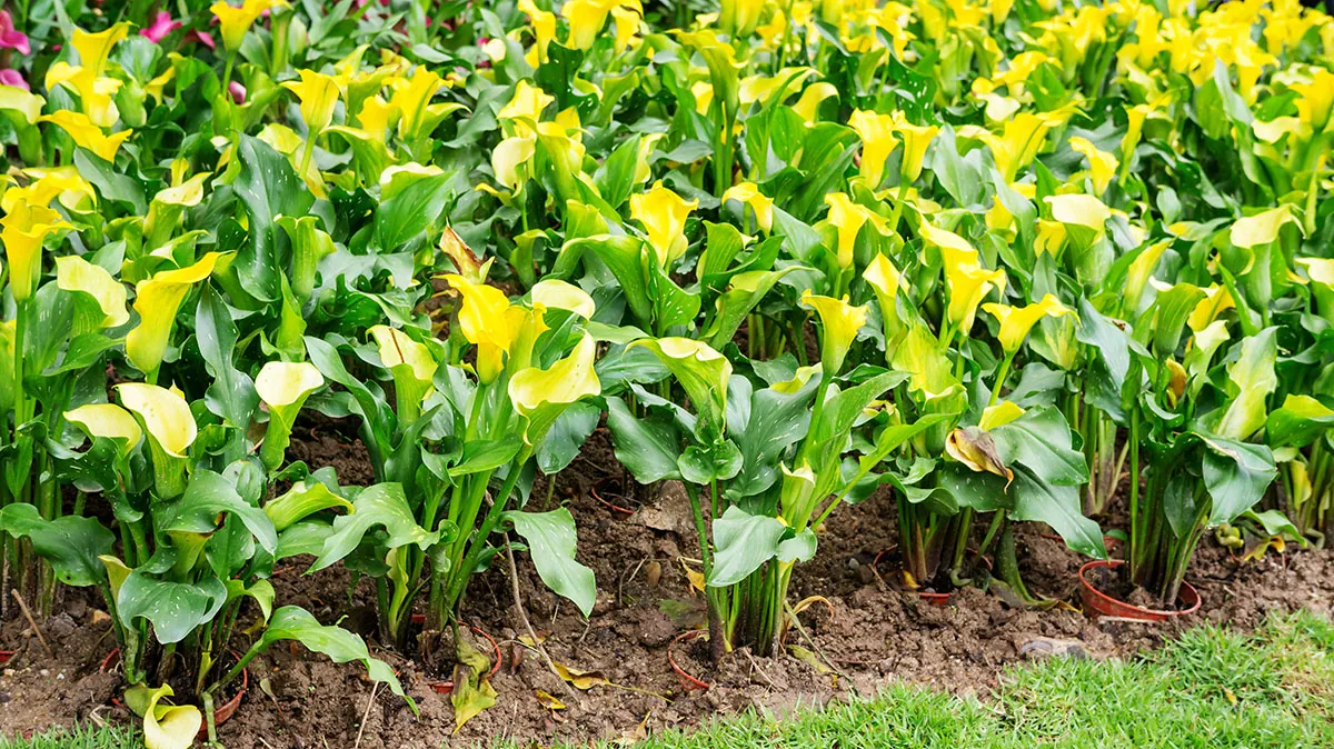 Cantedeskia (Kalijka, Kalia) - uprawa i wymagania