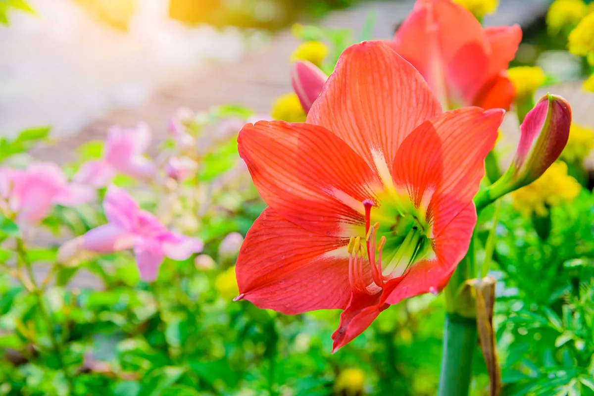 Zwartnica (Hippeastrum) - uprawa i wymagania