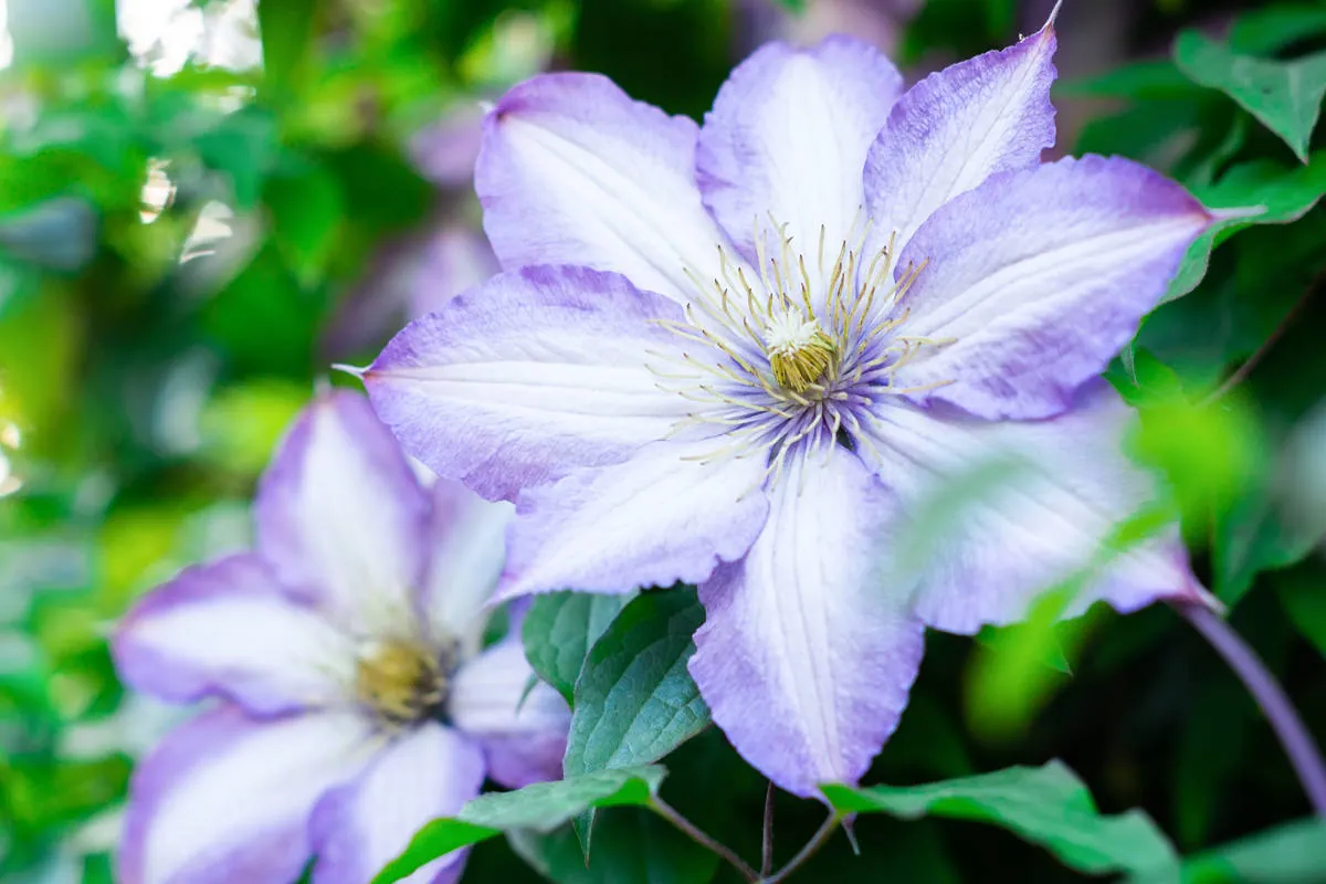 Powojnik (Klematis) - uprawa i wymagania