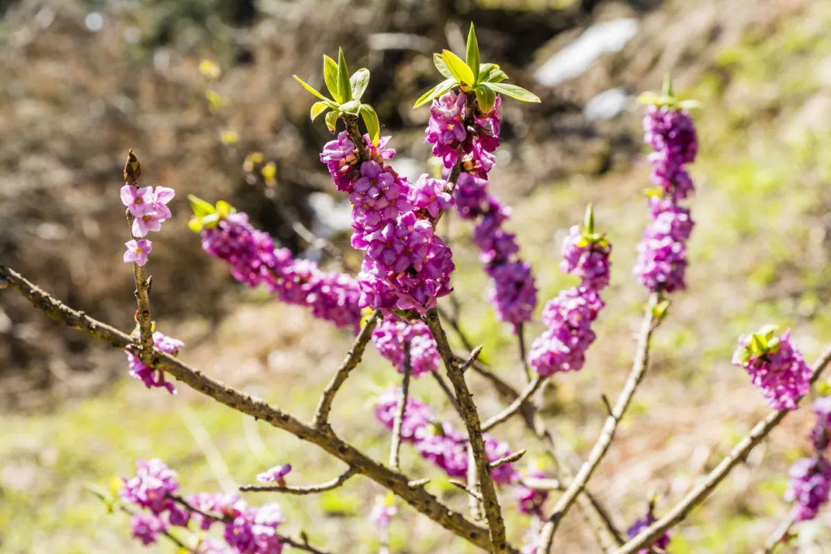Rosliny do cienia (pod drzewa i zimozielone)
