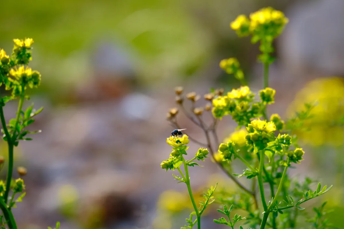 Ruta zwyczajna - uprawa oraz co warto wiedziec?