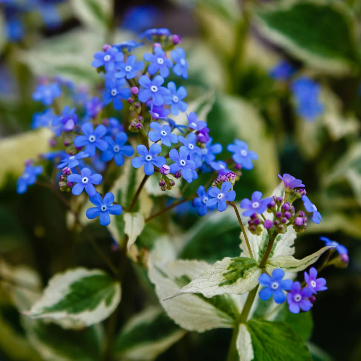 Brunera wielkolistna (niezapominajka kaukaska) - uprawa, odmiany, rozmnazanie