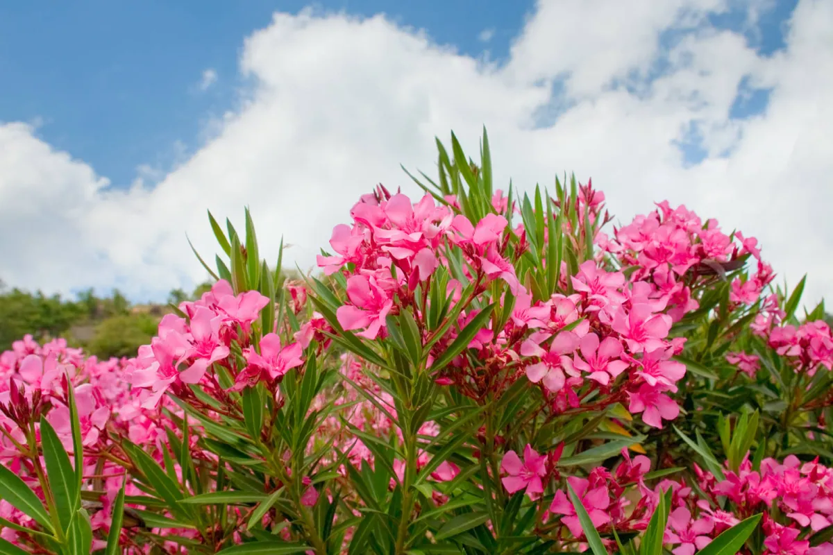 Oleander pospolity - uprawa, wymagania, choroby